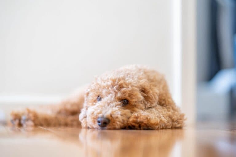 Can A Poodle Sleep Alone?