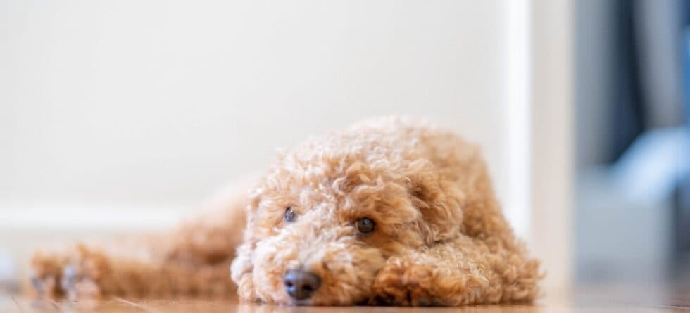 Can A Poodle Sleep Alone?
