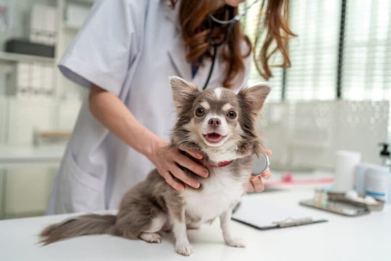 Can Chihuahua Bites Break Skin?