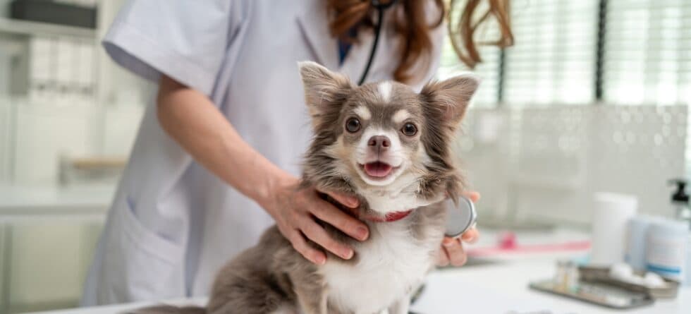 Can Chihuahua Bites Break Skin?