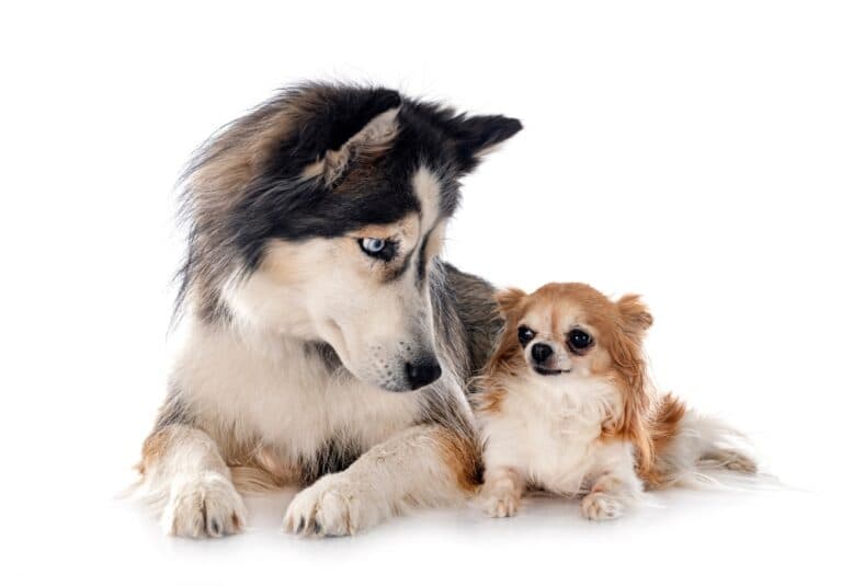 Can Chihuahuas Sense When You’re Sad?