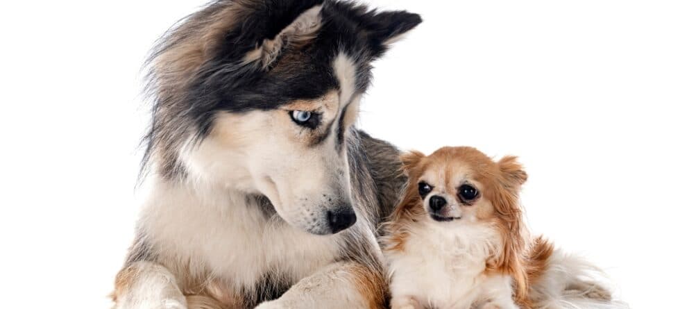 Can Chihuahuas Sense When You’re Sad?