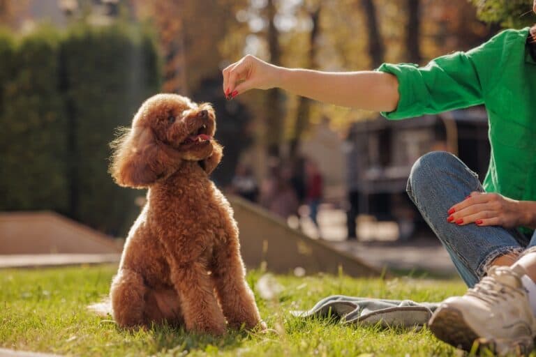 Can I Feed My Poodle Once A Day?