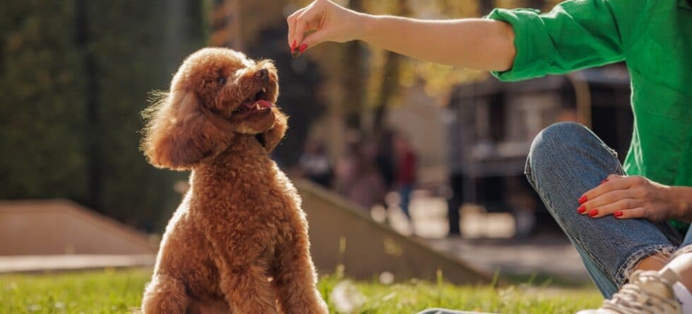 Can I Feed My Poodle Once A Day?