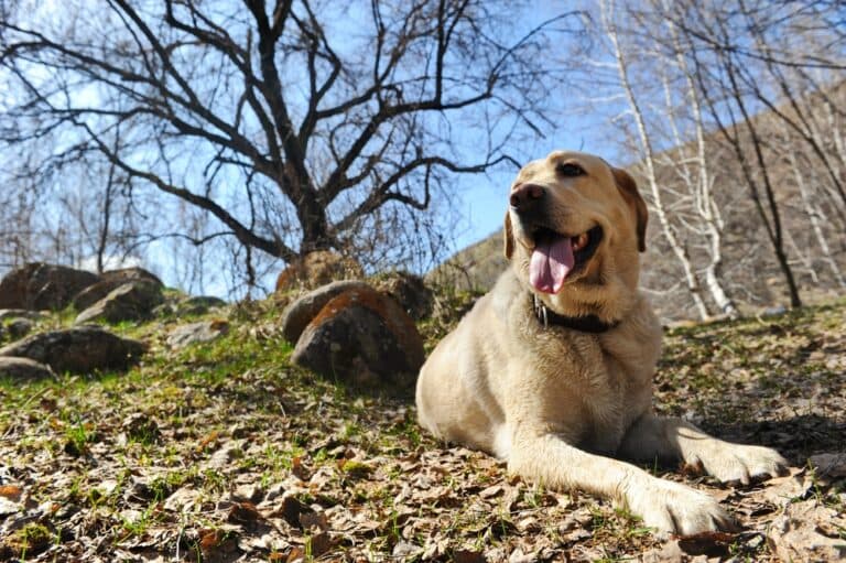 Can Labradors Eat Chicken?