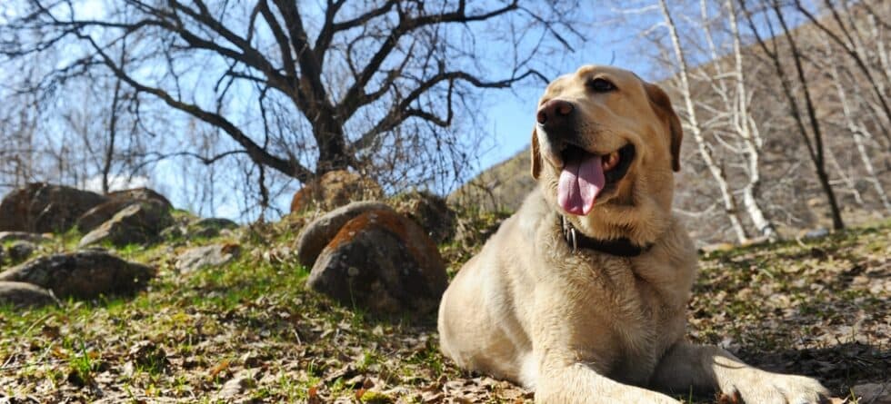 Can Labradors Eat Chicken?