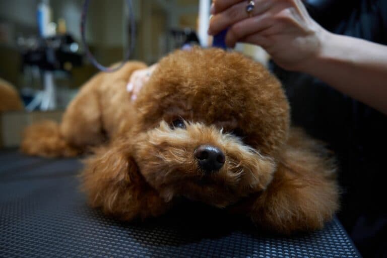 Can My Poodle Sleep With Me?