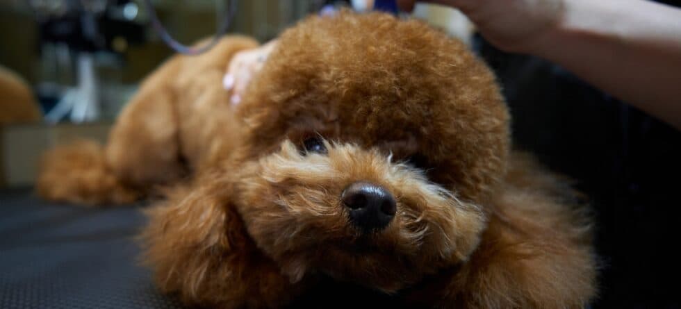 Can My Poodle Sleep With Me?
