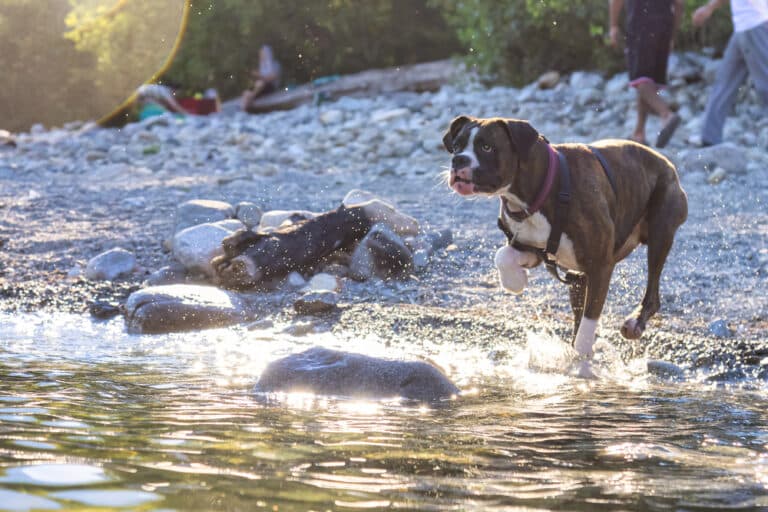 Do Boxers Have Fear?