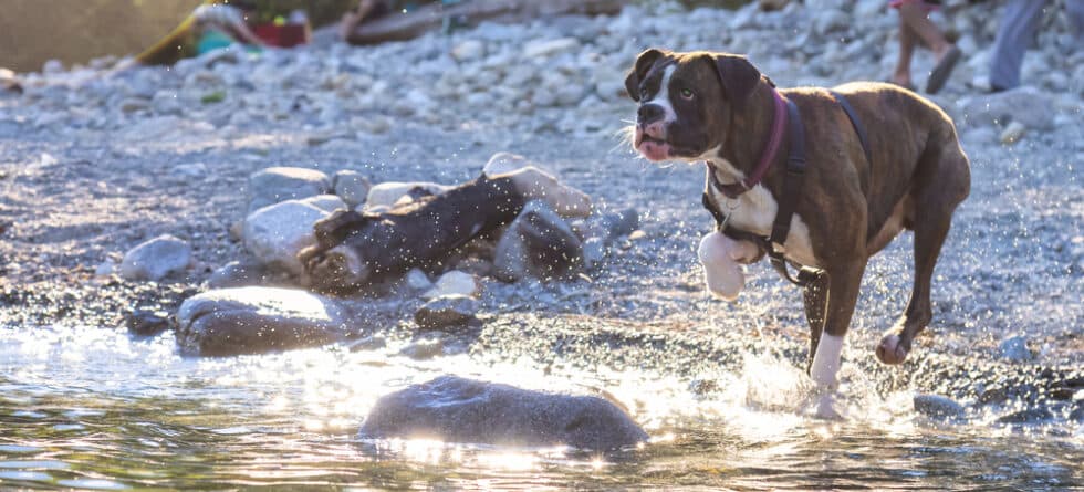 Do Boxers Have Fear?