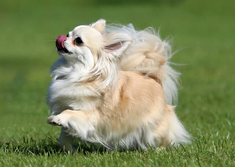 Do Chihuahuas Have Health Problems?