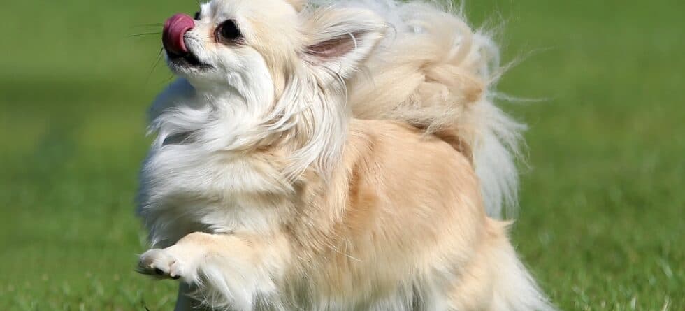 Do Chihuahuas Have Health Problems?