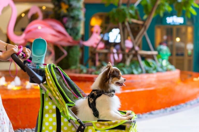 Do Chihuahuas Like Being Left Alone?