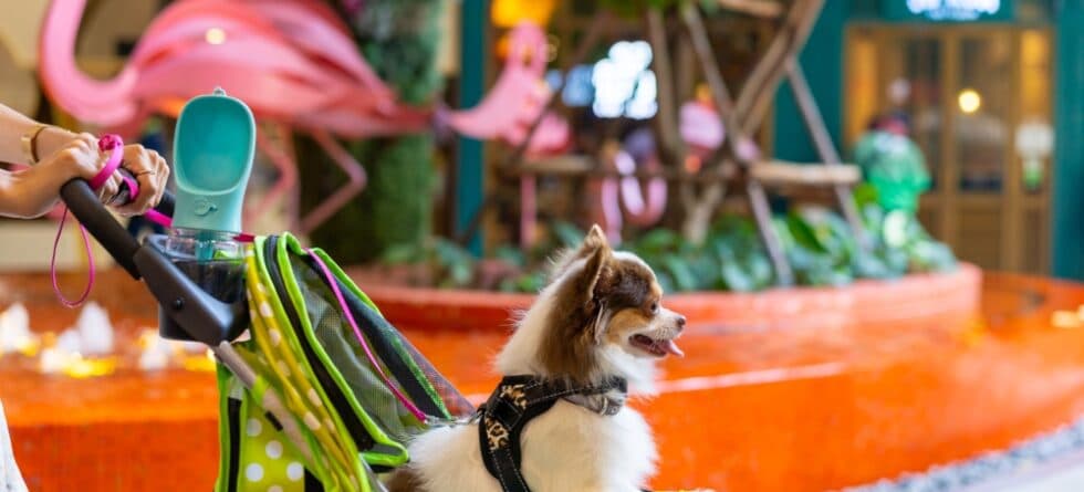Do Chihuahuas Like Being Left Alone?