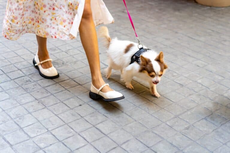 Do Chihuahuas Need A Lot Of Exercise?