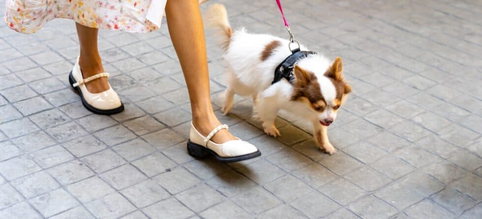 Do Chihuahuas Need A Lot Of Exercise?