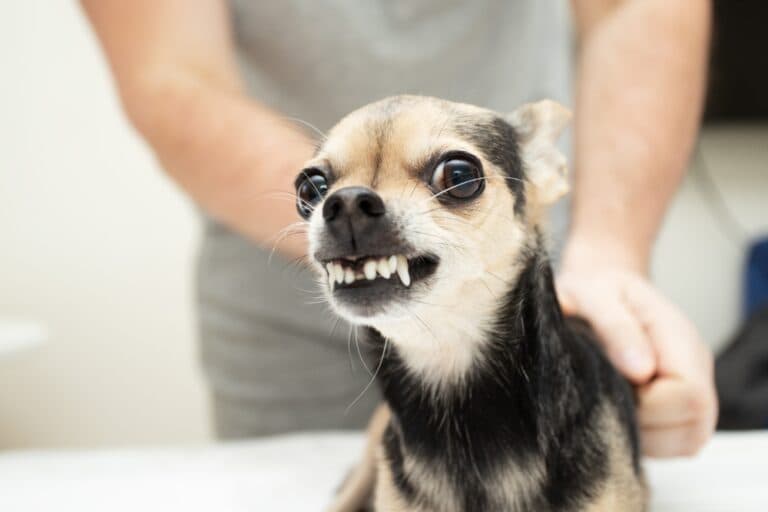 Do Chihuahuas Protect Their Owners?