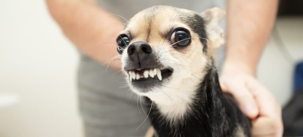 Do Chihuahuas Protect Their Owners?