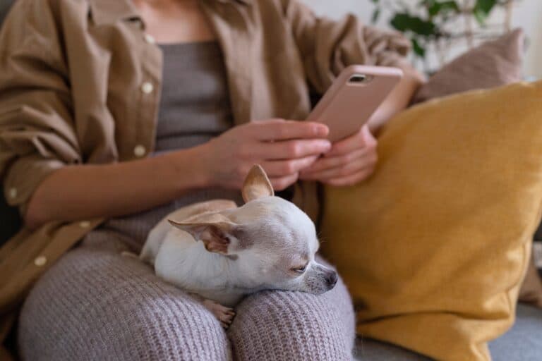 Do Chihuahuas Sleep A Lot?