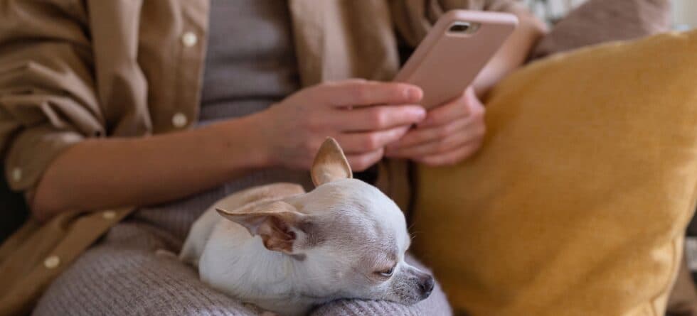 Do Chihuahuas Sleep A Lot?