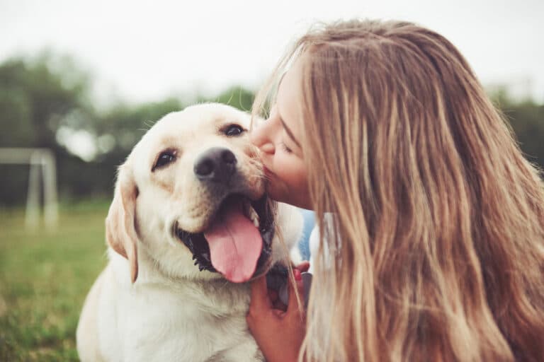 Do Labradors Protect Their Owners?
