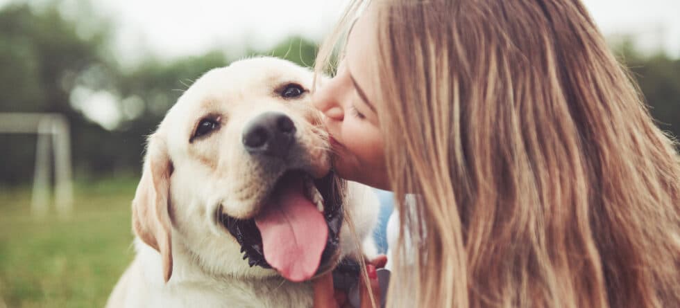 Do Labradors Protect Their Owners?