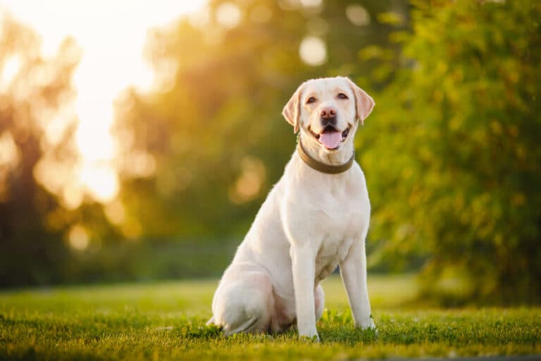 Do Labs Choose One Person?