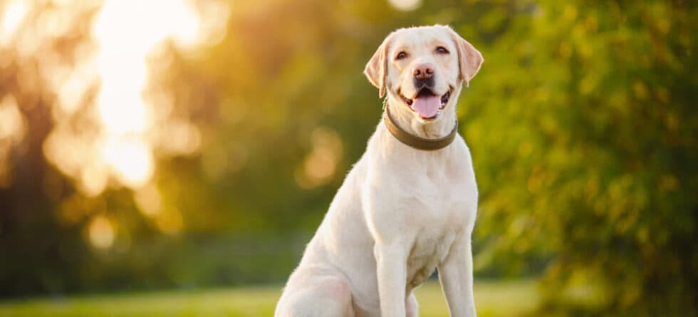 Do Labs Choose One Person?