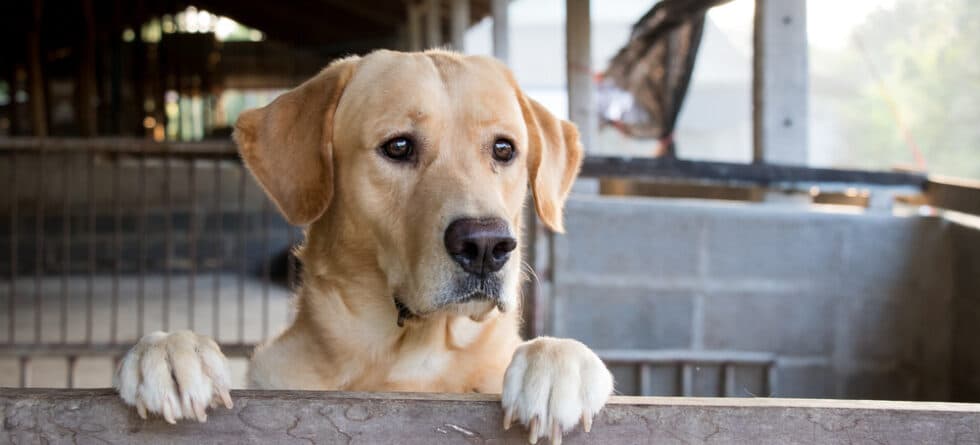 Do Labs Like To Sleep With You?