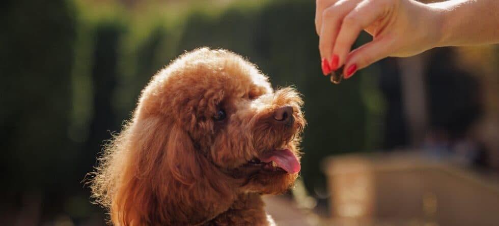 Do Poodles Drink A Lot Of Water?