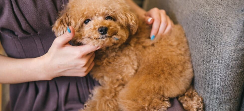 Do Poodles Need Blankets?