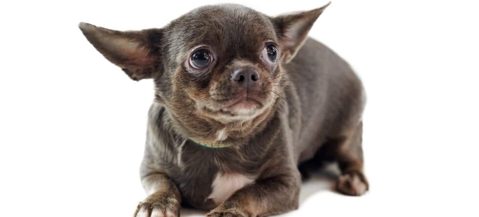 How Do I Gain My Chihuahua Trust?