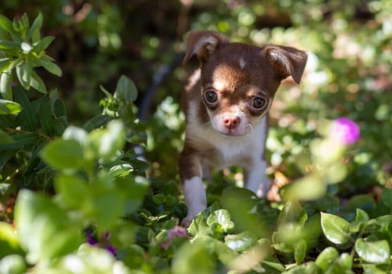 How Do I Stop My Chihuahua From Peeing In The House?