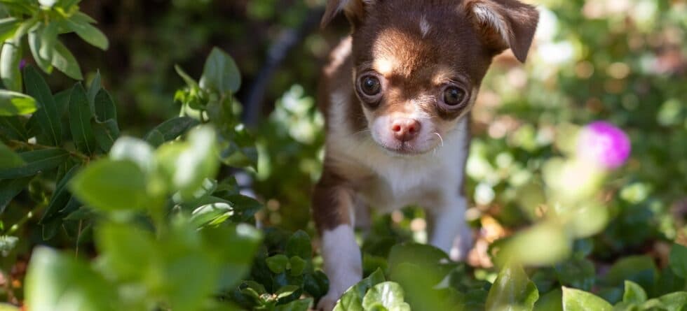 How Do I Stop My Chihuahua From Peeing In The House?