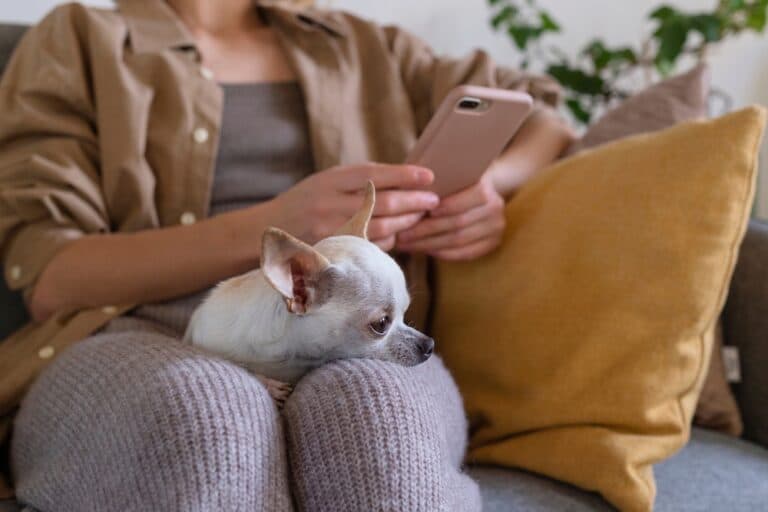 How Do I Tell If My Chihuahua Is Cold?