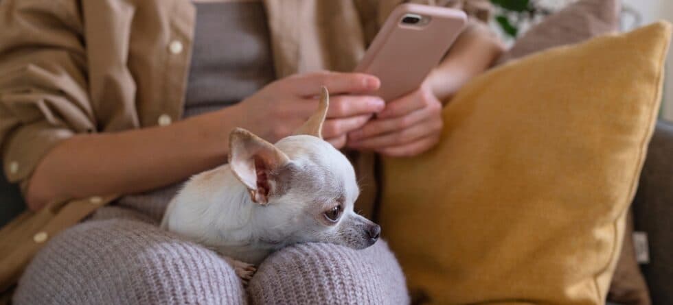 How Do I Tell If My Chihuahua Is Cold?