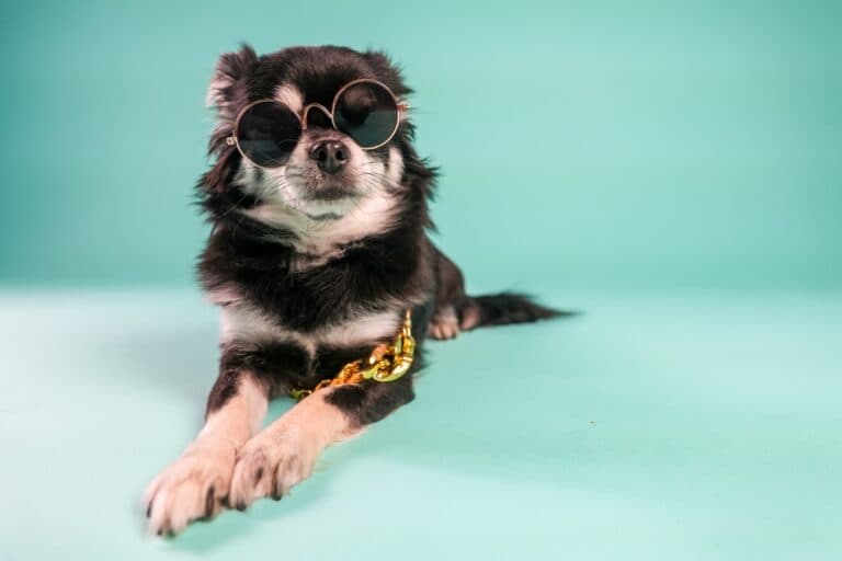 How Do You Know Your Chihuahua Loves You?