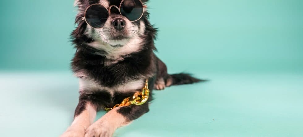How Do You Know Your Chihuahua Loves You?