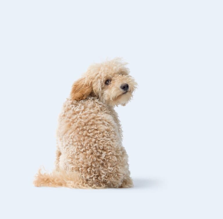 How Long Can Poodles Be Left Alone?