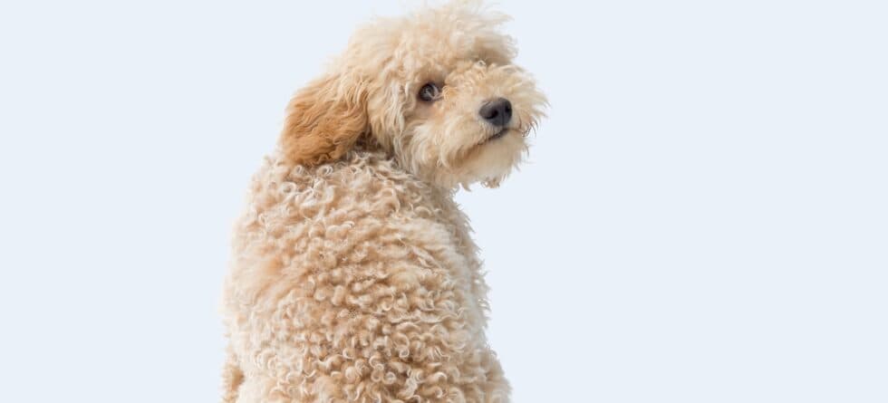 How Long Can Poodles Be Left Alone?