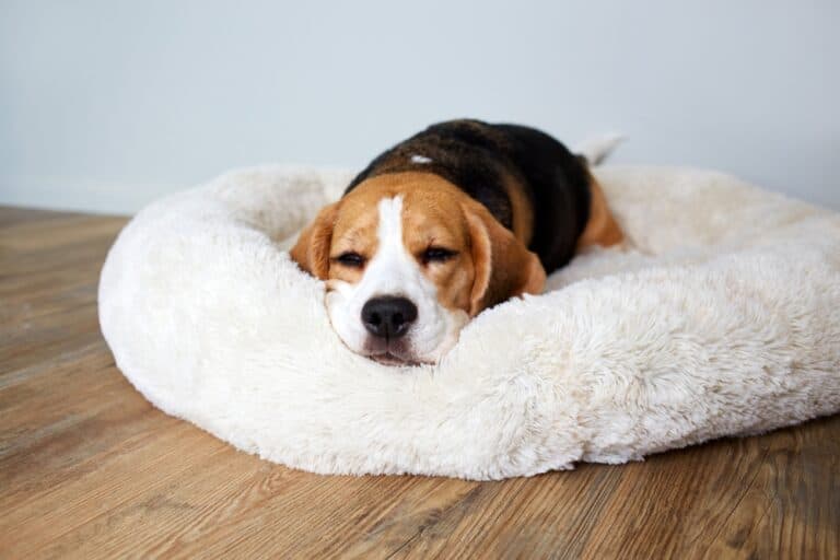How Many Hours Should A Beagle Sleep?
