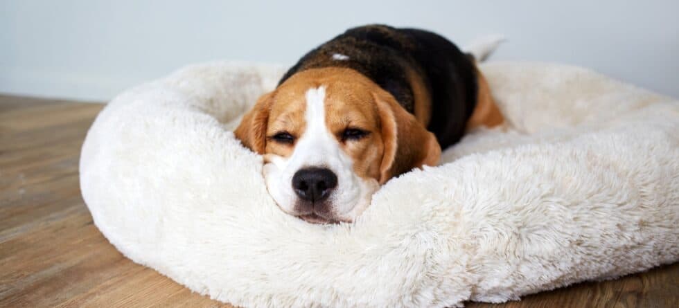 How Many Hours Should A Beagle Sleep?