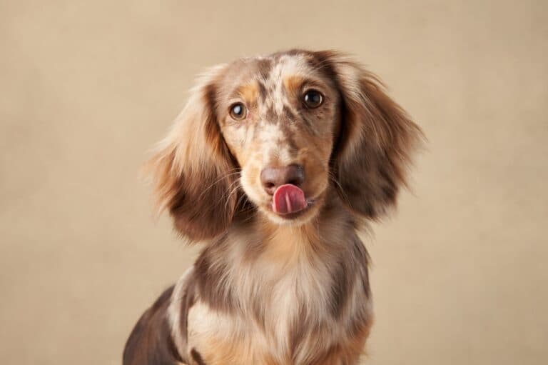 How Often Do Dachshunds Need Water?