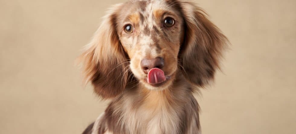 How Often Do Dachshunds Need Water?