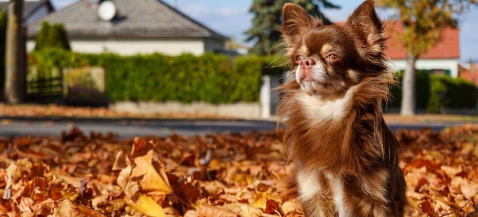 How Often Do I Bathe My Chihuahua?