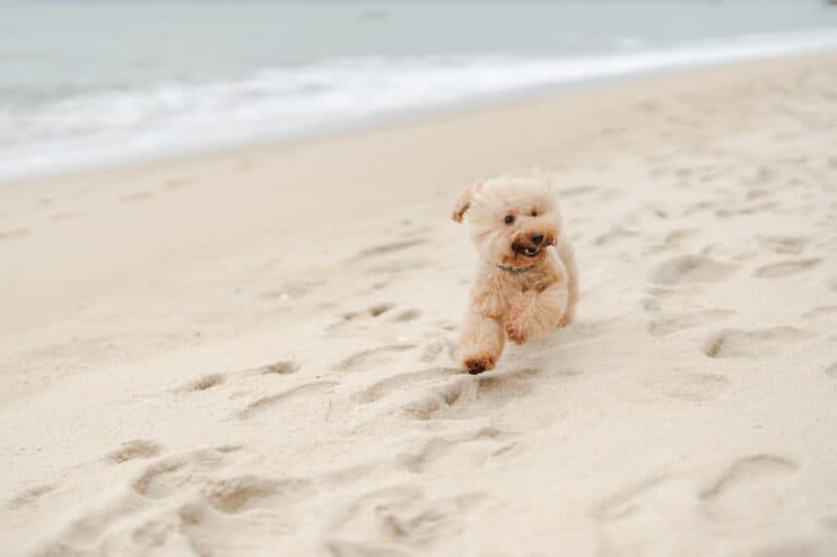 How Often Should A Poodle Pee?