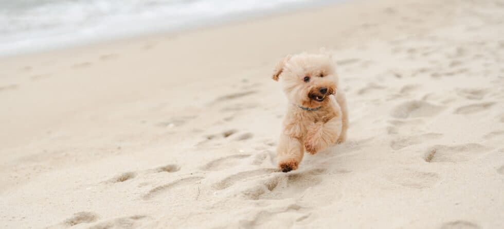 How Often Should A Poodle Pee?