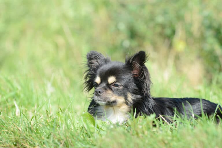 How To Cook For A Chihuahua?
