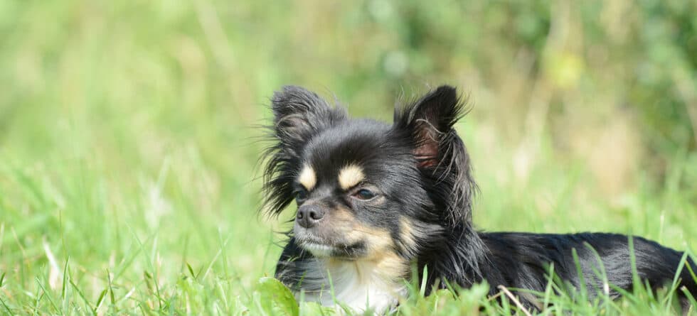 How To Cook For A Chihuahua?