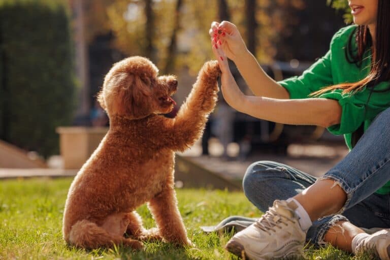 How To Take Care Of A Poodle Dog?